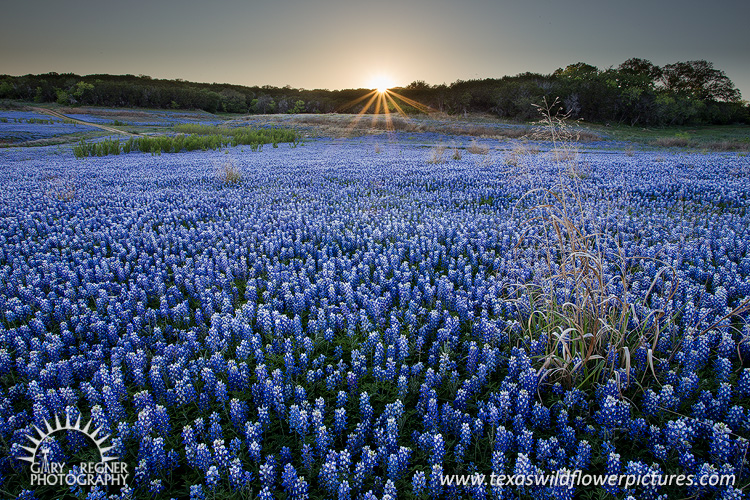Silver Lining - Texas Wildflowers by Gary Regner