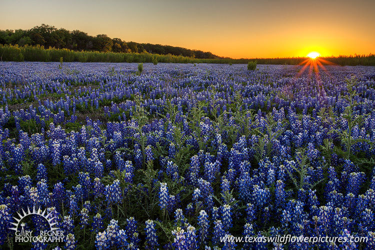 Muleshoe Sunset - Texas Wildflowers by Gary Regner