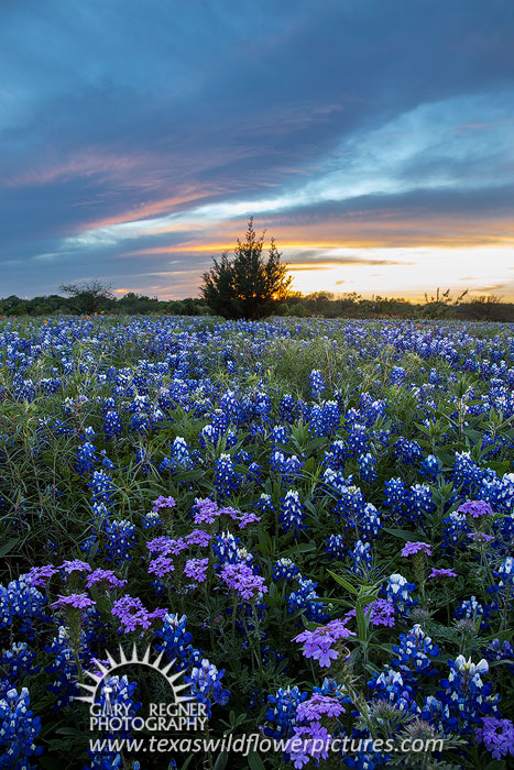 Verbena Sunset - Texas Wildflower Sunset Landscape, Verbena and Bluebonnets by Gary Regner
