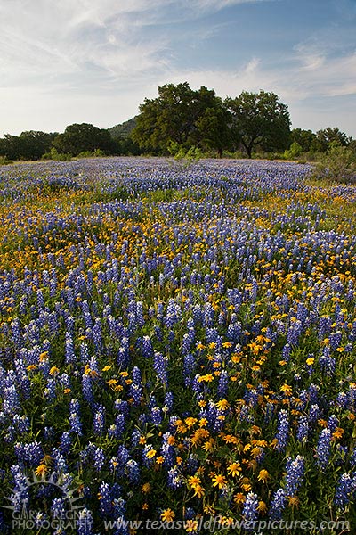 Blue and Gold - Texas Wildflowers by Gary Regner