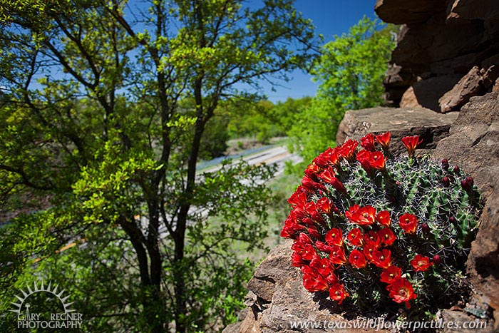 Crevice - Texas Wildflowers, Claret Cup Cactus by Gary Regner