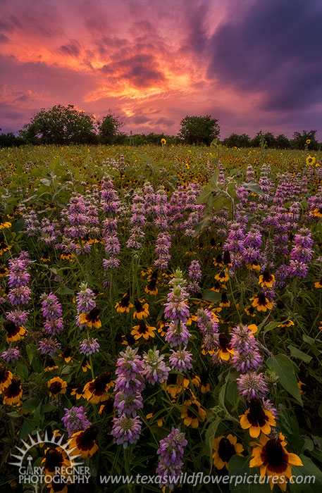 Poppy Field - Texas Wildflowers Landscape by Gary Regner