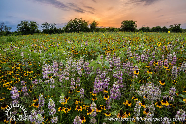 A Muddy Mess - Texas Wildflowers by Gary Regner