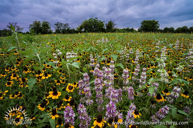 May Flowers - Texas Wildflowers by Gary Regner