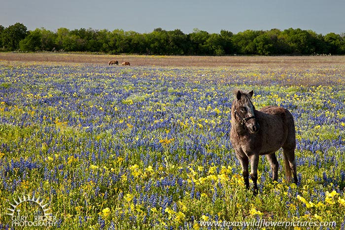 Pony - Texas Wildflowers, Donkey by Gary Regner