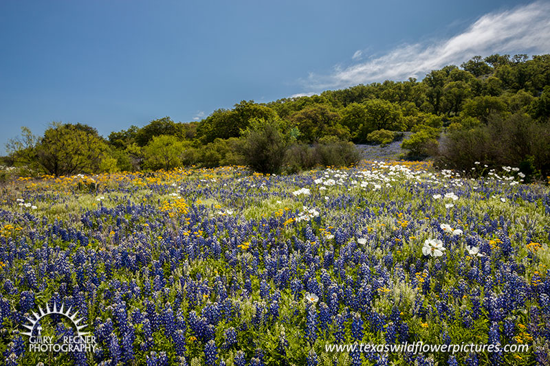 Bluebonnet Ridge - Texas Wildflowers, Bluebonnets and Prickly Poppies by Gary Regner