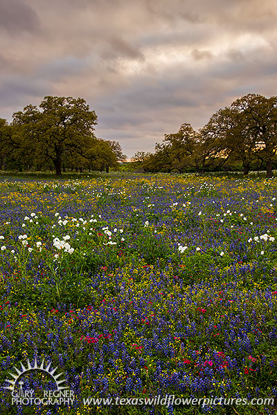 Prairie Wildflowers - Texas Wildflowers by Gary Regner