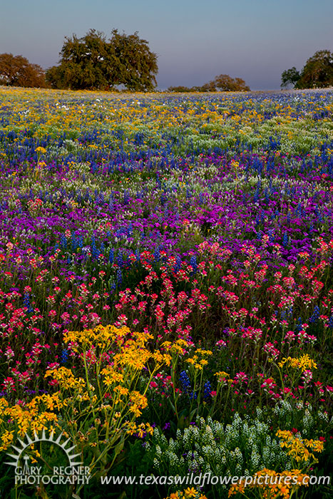 Prismatic Meadow - Texas Wildflowers by Gary Regner