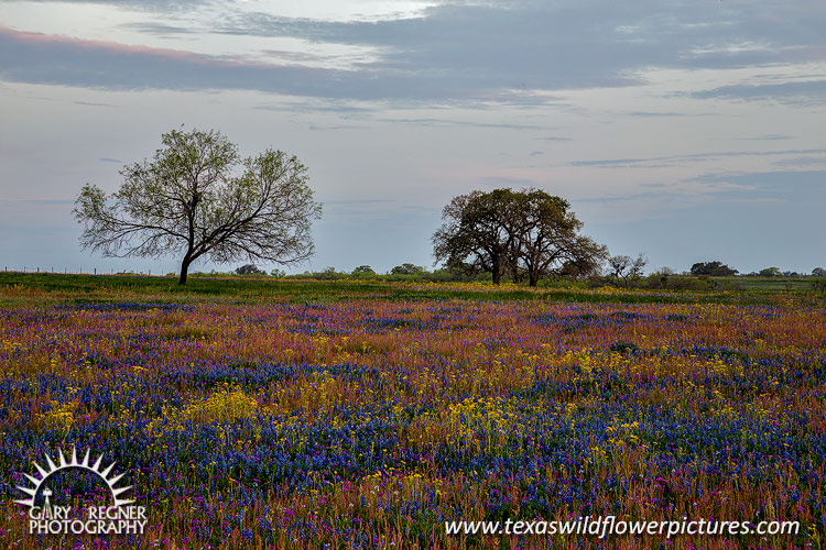 Sutherland Springs - Texas Wildflowers Landscape by Gary Regner