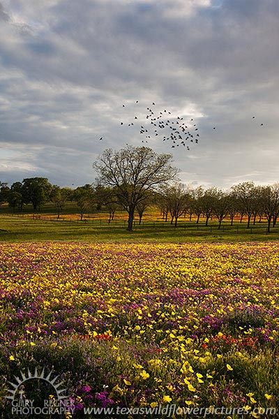Taking Flight - Texas Wildflowers, Primrose by Gary Regner
