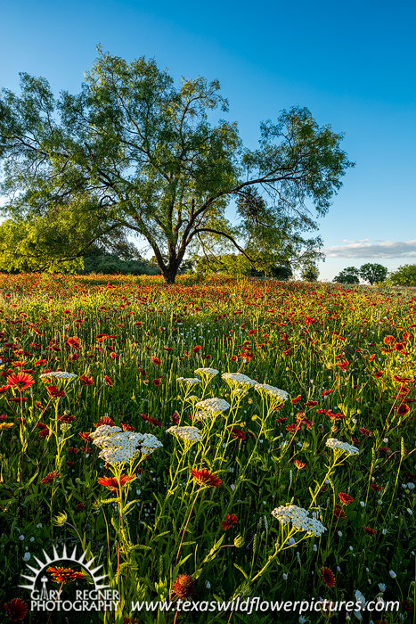 Fade Away - Texas Wildflowers Landscape by Gary Regner