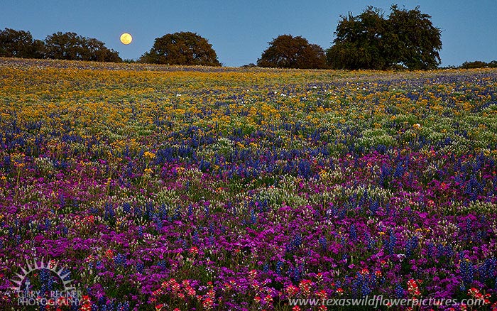 Moonlight Serenade - Texas Wildflowers by Gary Regner