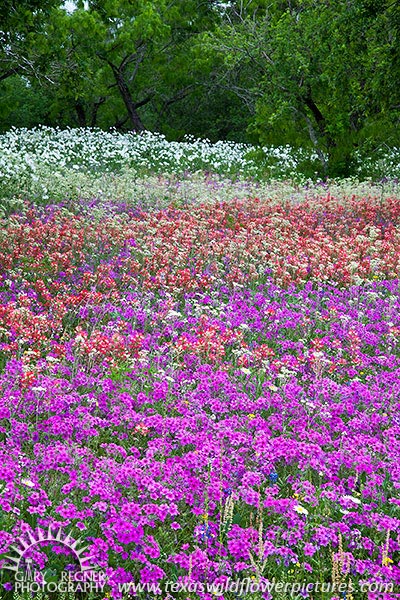 Layers - Texas Wildflowers, Phlox and Paintbrush by Gary Regner