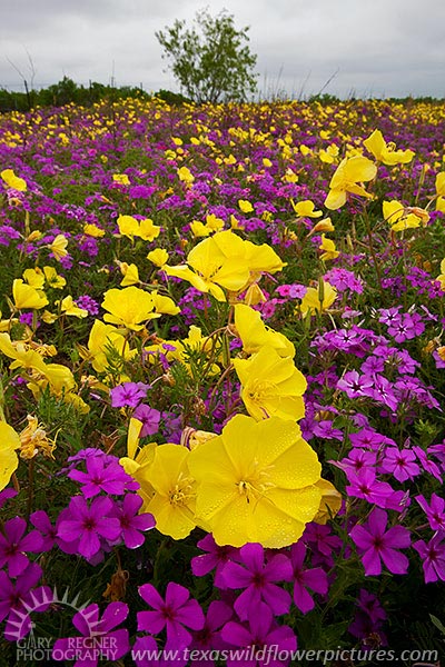 Complementary Colors - Texas Wildflowers, Phlox by Gary Regner