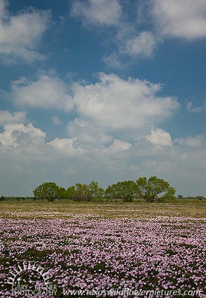 Cow Slips - Texas Wildflowers, Primrose by Gary Regner