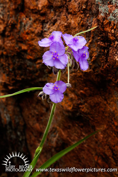 Spiderwort - Texas Wildflowers, Hill Country by Gary Regner