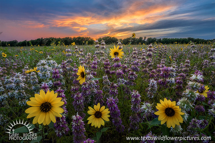 Mosquitoes, Chiggers and Ticks, Oh My! - Texas Wildflowers by Gary Regner