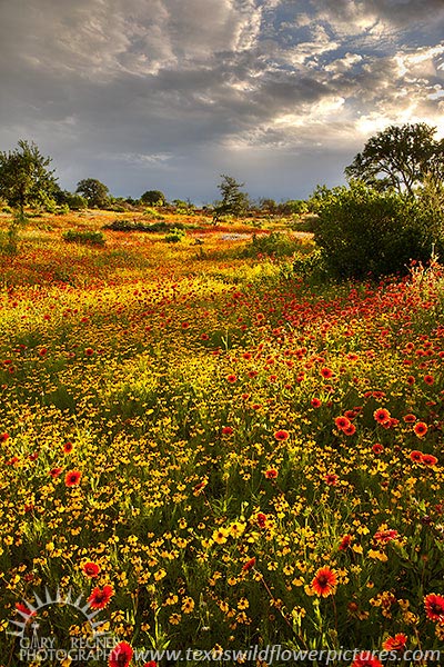 A Break in the Clouds II - Texas Wildflowers at Sunrise by Gary Regner