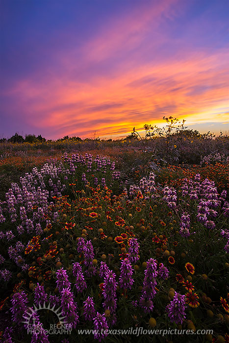 Florid Meadow, Texas Wildflowers, Sunset
