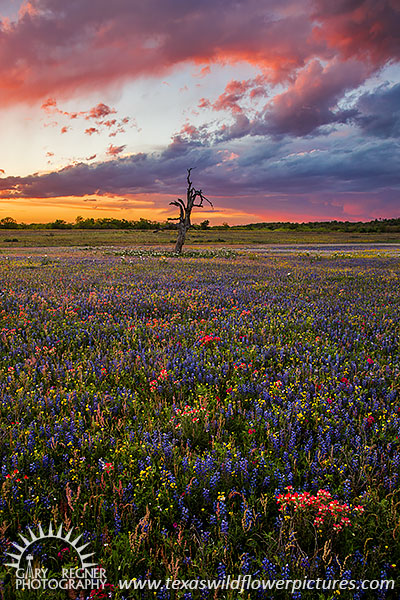 Spring Thunderstorm - Texas Wildflowers by Gary Regner