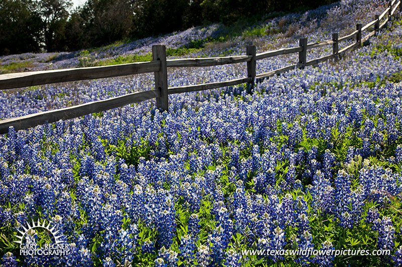 On the Fence - Texas Wildflowers by Gary Regner