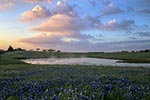 Breaking Dawn - Texas Wildflowers, Bluebonnets Sunrise by Gary Regner