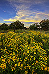 Engelmann's Daisies - Texas Wildflowers, Engelmann's Daisies by Gary Regner