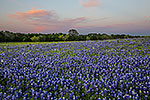 Pastel Eve - Texas Wildflowers, Bluebonnets Sunset by Gary Regner