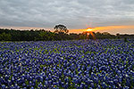 Sunburst - Texas Wildflowers, Bluebonnets Sunrise by Gary Regner