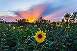 Sunflower Sunburst - Texas Wildflowers Sunset by Gary Regner