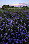 Lavendar Hue - Texas Wildflowers, Verbena Sunset by Gary Regner