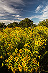 Gold Rush - Texas Wildflowers, Engelmann's Daisies Landscape by Gary Regner
