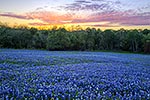 Bluebonnet Sunset - Texas Wildflowers, Bluebonnets Sunset by Gary Regner