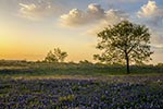 Magic Hour - Texas Wildflowers, Bluebonnets Sunrise by Gary Regner