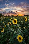 Tournesols - Texas Wildflowers, Sunflowers Sunset by Gary Regner