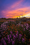 Florid Meadow - Texas Wildflowers, Horsemint Sunset Landscape by Gary Regner