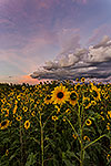 Fleur du Soleil - Texas Wildflowers, Sunflowers Sunset Landscape by Gary Regner