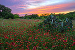 Crimson Sundown - Texas Wildflowers, Firewheels Sunset by Gary Regner