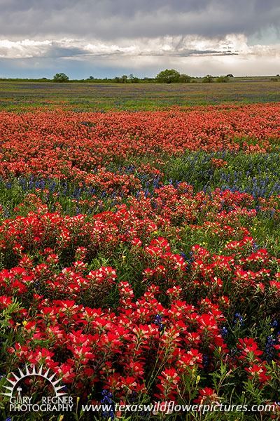 Year of the Paintbrush - Texas Wildflowers by Gary Regner