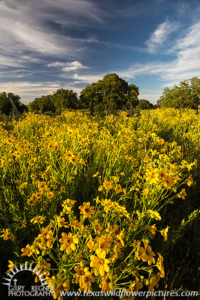 Gold Rush, Engelmann's Daisies, Texas Wildflowers