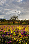Taking Flight - Texas Wildflowers Sunset Landscape by Gary Regner