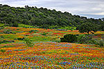 Painted Hills - Texas Wildflowers Landscape by Gary Regner