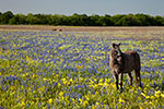 Pony - Texas Wildflowers Landscape by Gary Regner