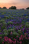 A Field of Dreams - Texas Wildflowers Sunrise Landscape by Gary Regner