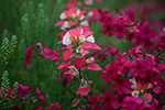 Paintbrush and Phlox - Texas Wildflowers by Gary Regner