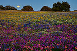 Moonlight Serenade - Texas Wildflower Moonrise Landscape by Gary Regner