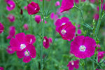 Winecups - Texas Wildflowers by Gary Regner