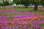 The Color of Spring - Texas Wildflowers Landscape by Gary Regner
