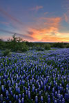 Distant Light - Texas Wildflowers Sunset Landscape by Gary Regner
