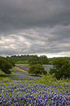Spring Storm - Texas Wildflowers Landscape by Gary Regner